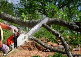 Best Root Management and Removal  in Orting, WA