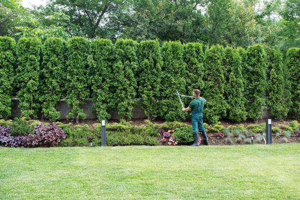 Best Lawn Maintenance Plans  in Orting, WA