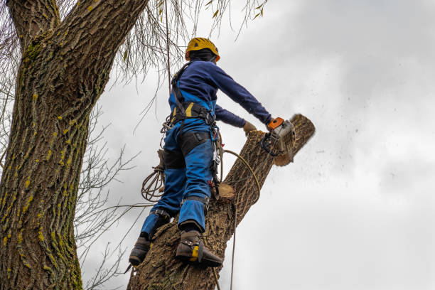 Best Tree Mulching  in Orting, WA