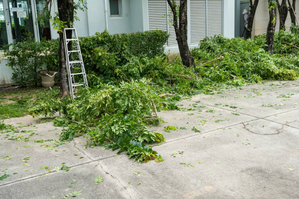 Best Lawn Renovation and Restoration  in Orting, WA